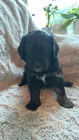 Raven, a male Bernedoodle and Miniature Goldendoodle for sale in Denver, CO – 2 of 5