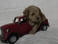 Bear, a male Schnoodle for sale in Willow Springs, MO – Photo 4 of 8