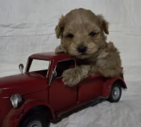 Bear, a male Schnoodle for sale in Willow Springs, MO – Photo 6 of 8