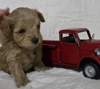 Bear, a male Schnoodle for sale in Willow Springs, MO – Photo 1 of 8
