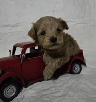 Bear, a male Schnoodle for sale in Willow Springs, MO – Photo 3 of 8