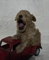 Bear, a male Schnoodle for sale in Willow Springs, MO – Photo 7 of 8