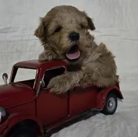 Bear, a male Schnoodle for sale in Willow Springs, MO – Photo 8 of 8