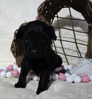 Madea , a female Schnoodle for sale in Willow Springs, MO – Photo 1 of 4