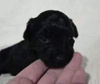 Madea , a female Schnoodle for sale in Willow Springs, MO – Photo 4 of 4