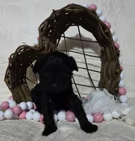 Madea , a female Schnoodle for sale in Willow Springs, MO – Photo 2 of 4