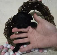 Madea , a female Schnoodle for sale in Willow Springs, MO – Photo 3 of 4