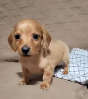 Brick, a male Miniature Dachshund for sale in Willow Springs, MO – Photo 2 of 8