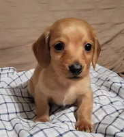 Brick, a male Miniature Dachshund for sale in Willow Springs, MO – Photo 1 of 8