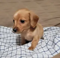 Brick, a male Miniature Dachshund for sale in Willow Springs, MO – Photo 3 of 8