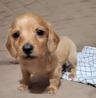 Brick, a male Miniature Dachshund for sale in Willow Springs, MO – Photo 6 of 8