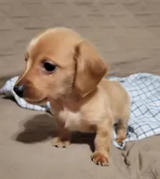 Brick, a male Miniature Dachshund for sale in Willow Springs, MO – Photo 5 of 8