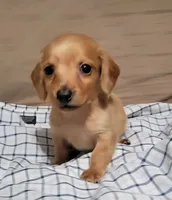 Brick, a male Miniature Dachshund for sale in Willow Springs, MO – Photo 7 of 8