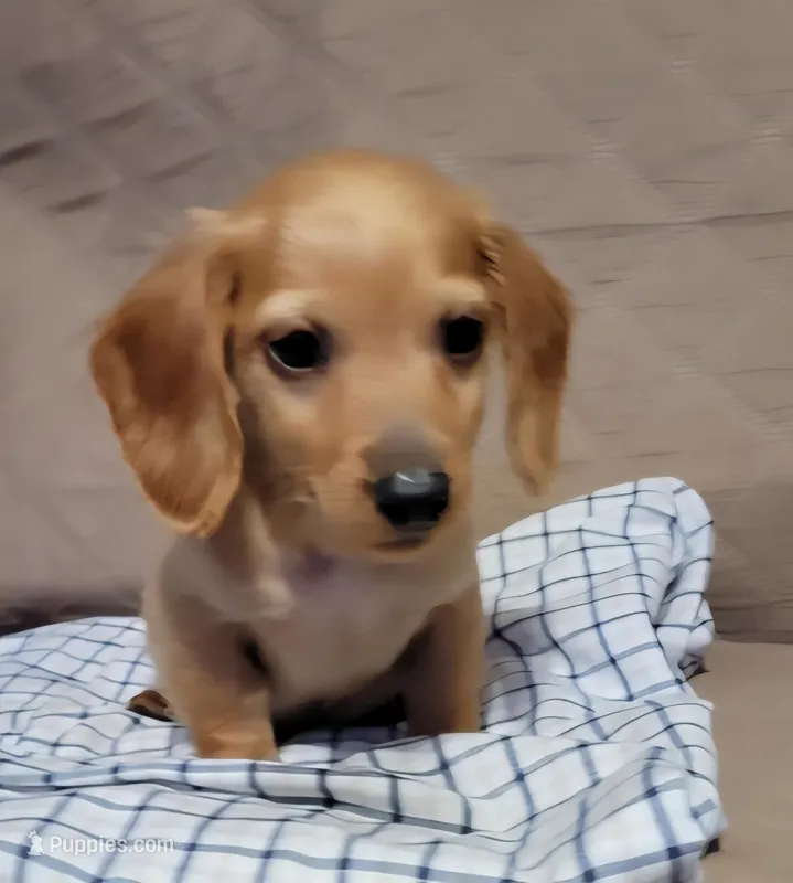 Brick – Miniature Dachshund puppy for sale in Willow Springs, MO