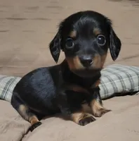 Bear, a male Miniature Dachshund for sale in Willow Springs, MO – Photo 5 of 6