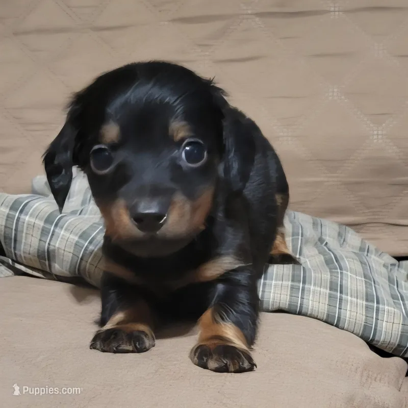 Bear – Miniature Dachshund puppy for sale in Willow Springs, MO