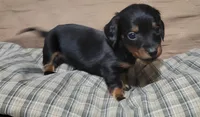Bear, a male Miniature Dachshund for sale in Willow Springs, MO – Photo 3 of 6