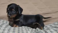 Bear, a male Miniature Dachshund for sale in Willow Springs, MO – Photo 2 of 6