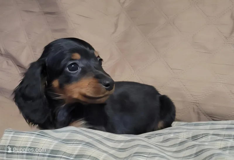 Bear – Miniature Dachshund puppy for sale in Willow Springs, MO