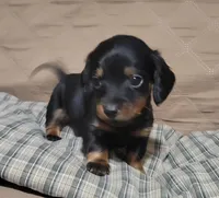 Bear, a male Miniature Dachshund for sale in Willow Springs, MO – Photo 6 of 6