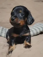 Bear, a male Miniature Dachshund for sale in Willow Springs, MO – Photo 4 of 6