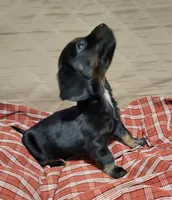 Duke, a male Miniature Dachshund for sale in Willow Springs, MO – Photo 6 of 6