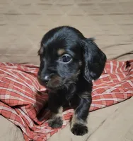 Duke, a male Miniature Dachshund for sale in Willow Springs, MO – Photo 3 of 6