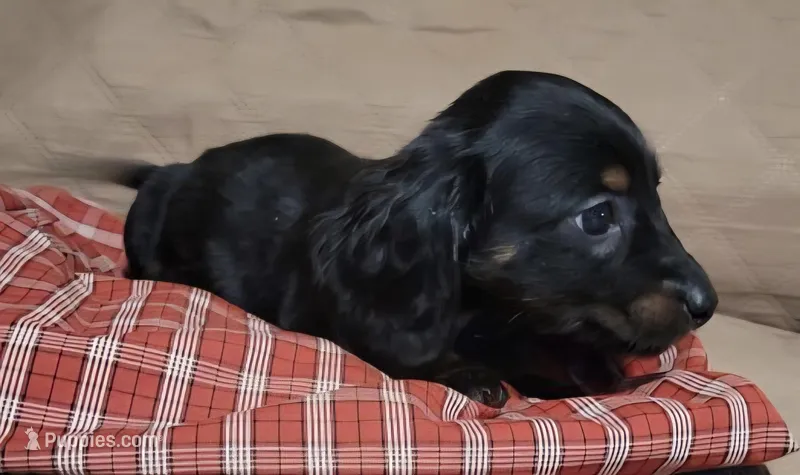 Duke – Miniature Dachshund puppy for sale in Willow Springs, MO