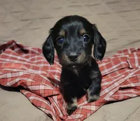 Duke, a male Miniature Dachshund for sale in Willow Springs, MO – Photo 5 of 6