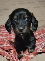 Duke, a male Miniature Dachshund for sale in Willow Springs, MO – Photo 1 of 6