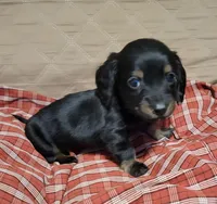 Duke, a male Miniature Dachshund for sale in Willow Springs, MO – Photo 4 of 6