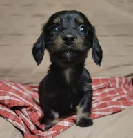 Duke, a male Miniature Dachshund for sale in Willow Springs, MO – Photo 2 of 6
