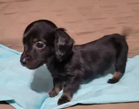 Herby, a male Miniature Dachshund for sale in Willow Springs, MO – Photo 4 of 6