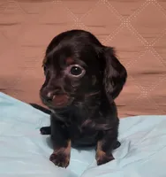 Herby, a male Miniature Dachshund for sale in Willow Springs, MO – Photo 3 of 6