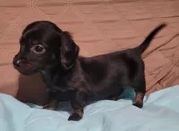 Herby, a male Miniature Dachshund for sale in Willow Springs, MO – Photo 5 of 6