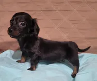 Herby, a male Miniature Dachshund for sale in Willow Springs, MO – Photo 6 of 6