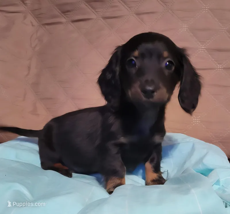 Herby – Miniature Dachshund puppy for sale in Willow Springs, MO