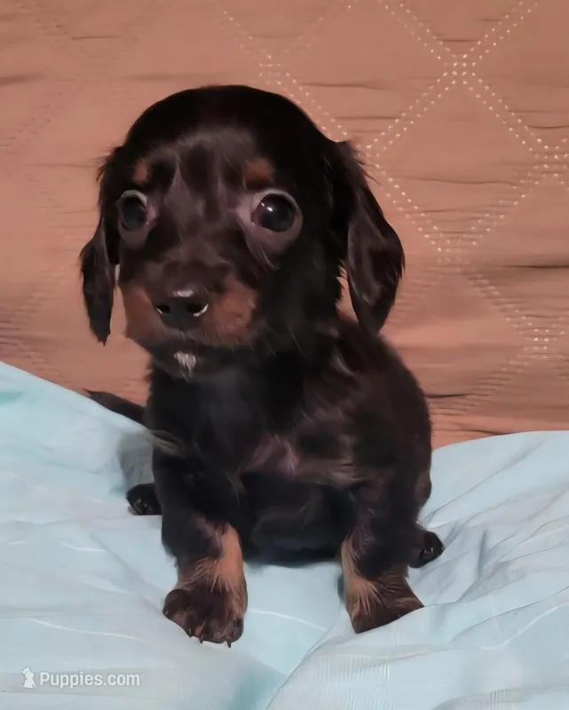 Herby – Miniature Dachshund puppy for sale in Willow Springs, MO