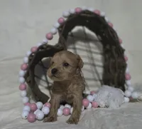 Linda, a female Schnoodle for sale in Willow Springs, MO – Photo 2 of 7