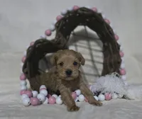 Linda, a female Schnoodle for sale in Willow Springs, MO – Photo 3 of 7
