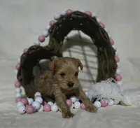 Linda, a female Schnoodle for sale in Willow Springs, MO – Photo 6 of 7