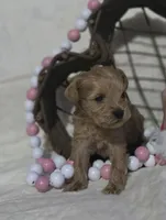 Linda, a female Schnoodle for sale in Willow Springs, MO – Photo 1 of 7
