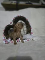 Linda, a female Schnoodle for sale in Willow Springs, MO – Photo 7 of 7