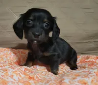 Chancey, a female Miniature Dachshund for sale in Willow Springs, MO – Photo 5 of 6