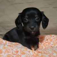 Chancey, a female Miniature Dachshund for sale in Willow Springs, MO – Photo 1 of 6