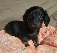 Chancey, a female Miniature Dachshund for sale in Willow Springs, MO – Photo 6 of 6