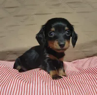 Benny, a male Miniature Dachshund for sale in Willow Springs, MO – Photo 5 of 5