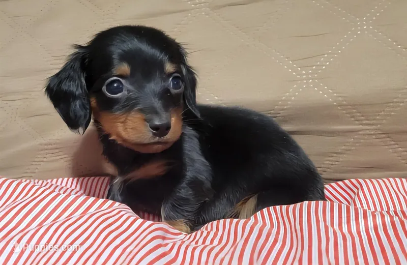 Benny – Miniature Dachshund puppy for sale in Willow Springs, MO