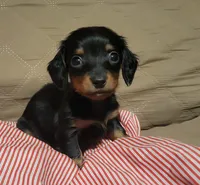 Benny, a male Miniature Dachshund for sale in Willow Springs, MO – Photo 4 of 5