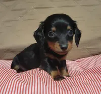 Benny, a male Miniature Dachshund for sale in Willow Springs, MO – Photo 3 of 5